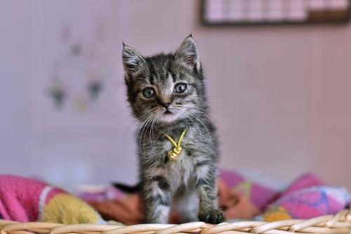 Cute grey kitten