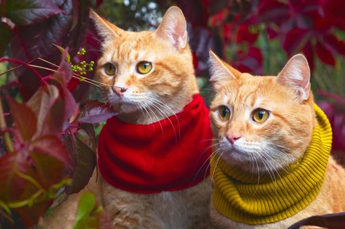 Katzen genießen den Herbst