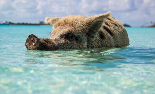 Pig beach