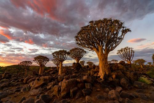 Drachenbäume, Namibia