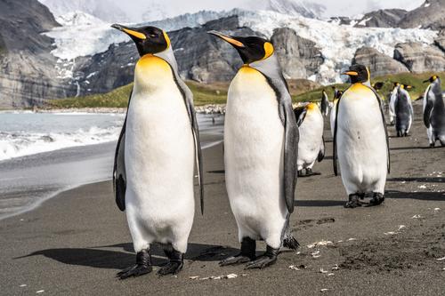 Pingüinos emperador de la Antártida