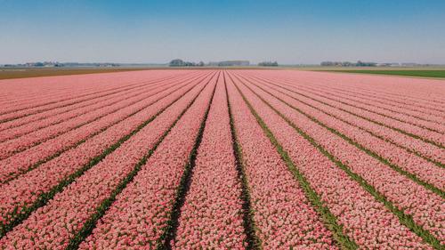 Campo de tulipanes rosados