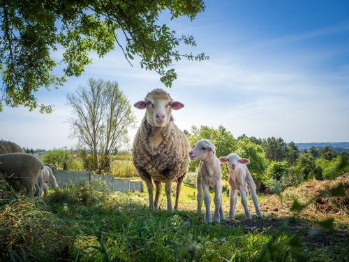 Mãe ovelha e dois filhotes