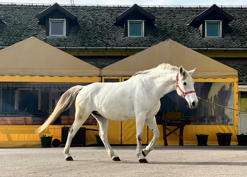 White horse in Kelebija, Serbia