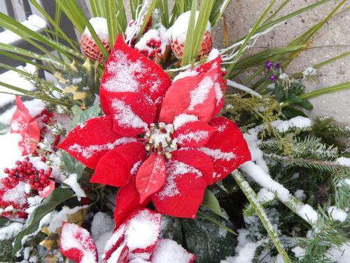 Weihnachtsstern mit Schnee bedeckt