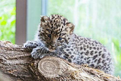 Baby leopard