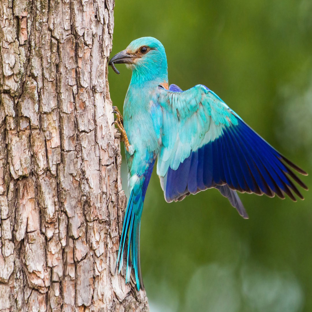 European roller