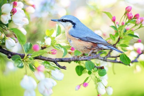 Blue bird in a blooming branch