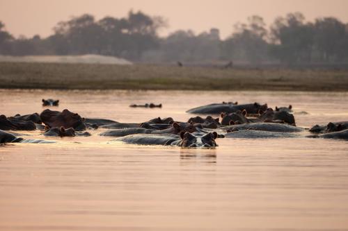 Hipopótamos bajo el agua
