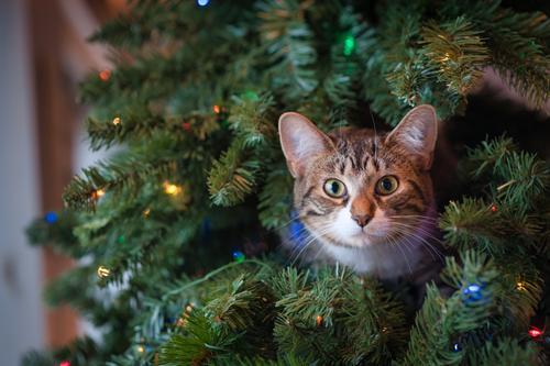 Gato dentro del árbol de Navidad