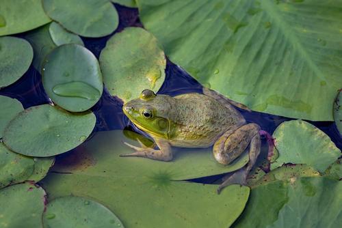 Sapo verde