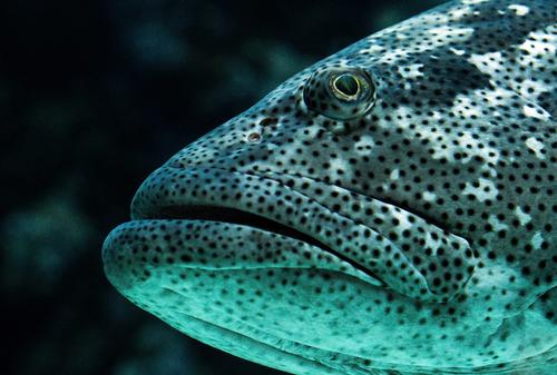 Epinephelus malabaricus