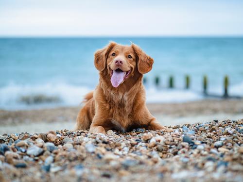 Cachorro feliz na praia
