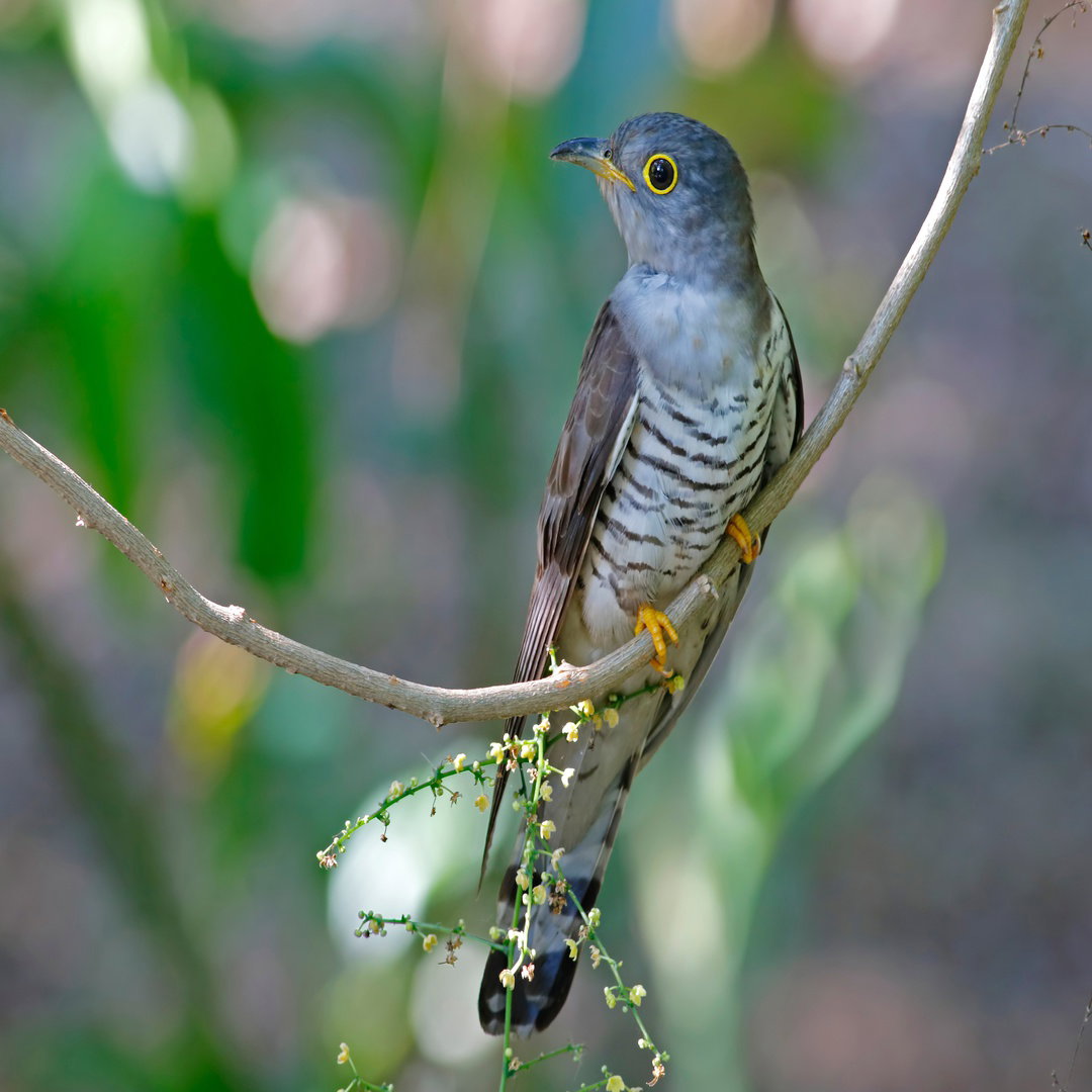 Cuckoo