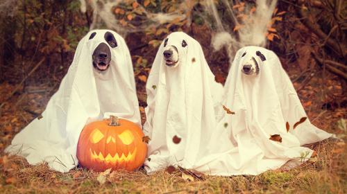 Ghost dogs