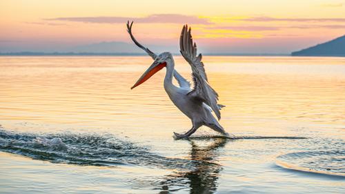 Pelican with open wings