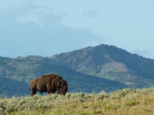 Bisonte no Parque Nacional de Yellowstone