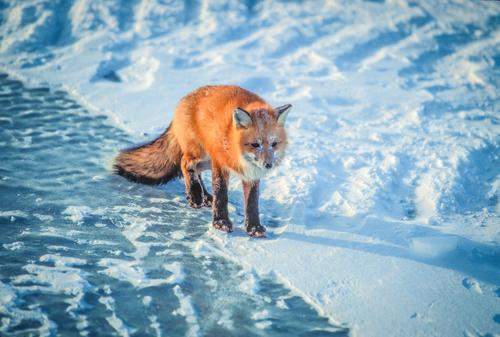 Zorro en campo de nieve