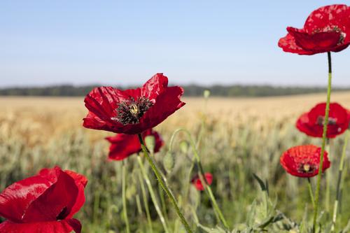 Close-up of red poppies