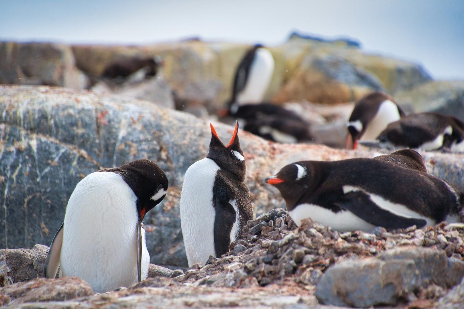 Adorable baby penguins