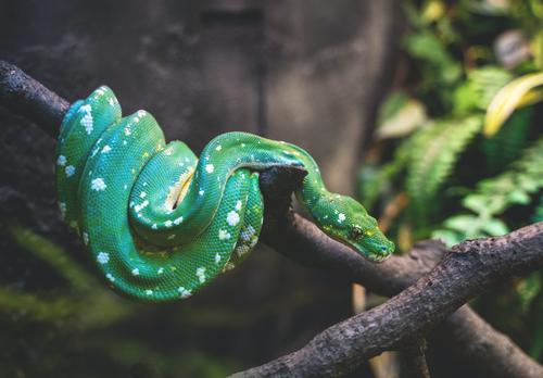 Grüne Python