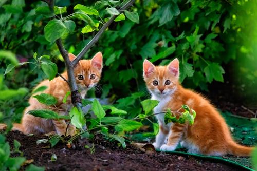 Cute ginger cats