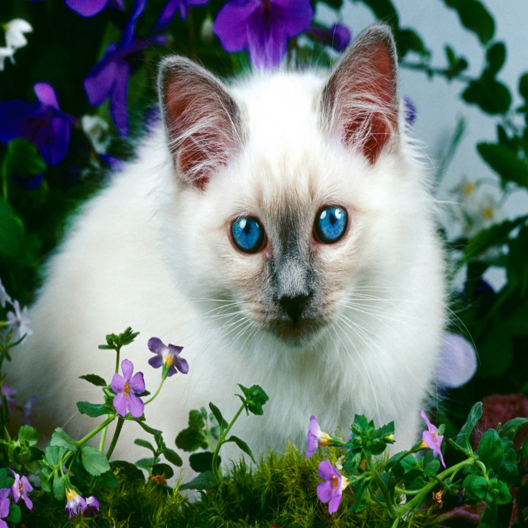 Birman