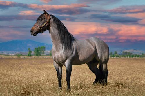 American Quarter Horse by sunset