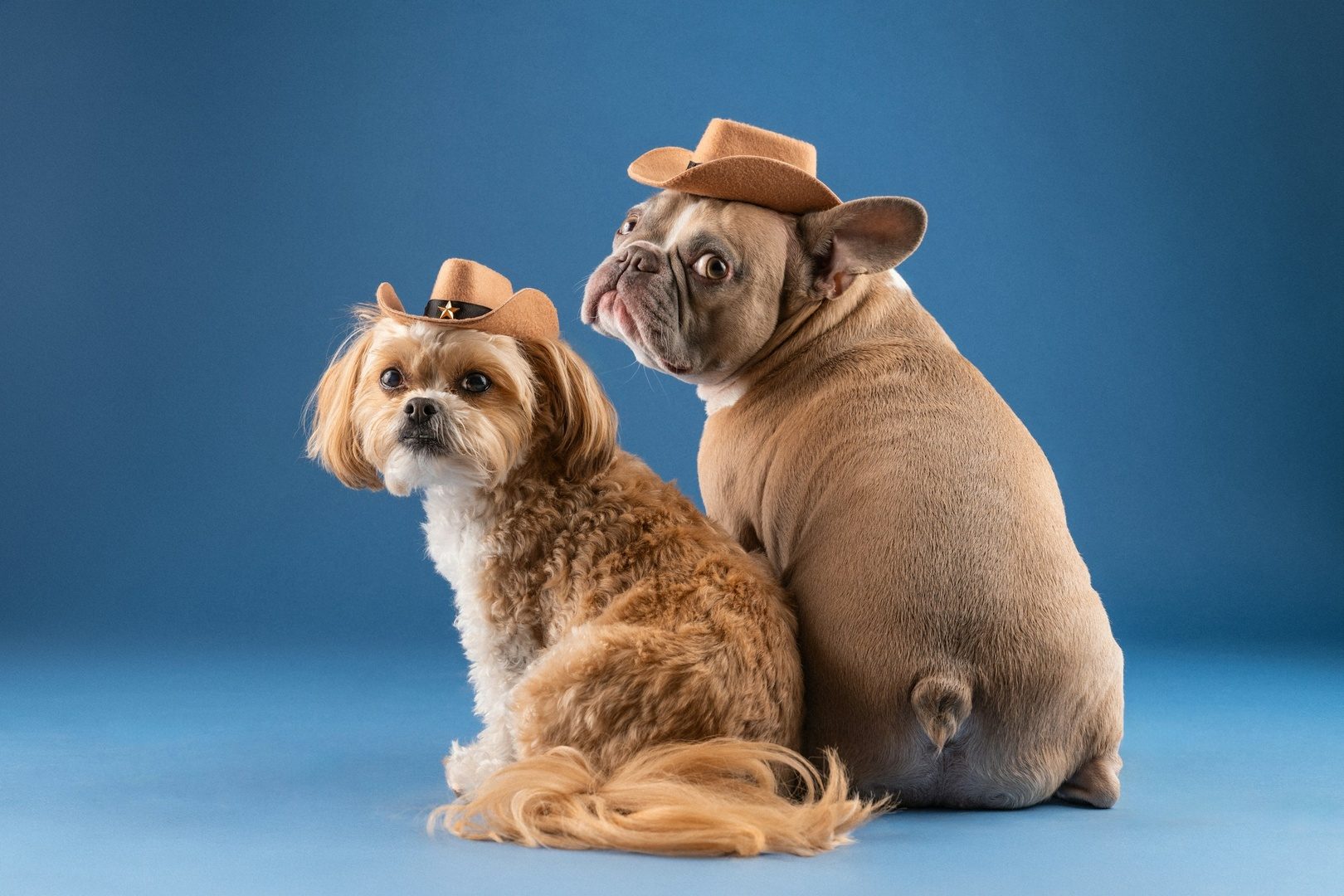 Dois cães cowboys