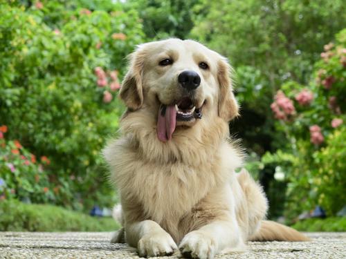 Golden Retriever mit heraushängender Zunge