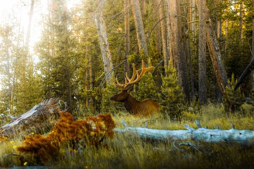 Alce no Parque Nacional de Yellowstone