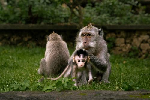 Família de macacos