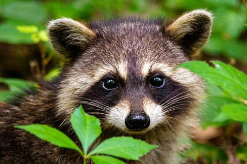 Cute raccoon