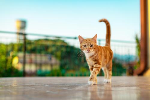Cute tabby cat walking