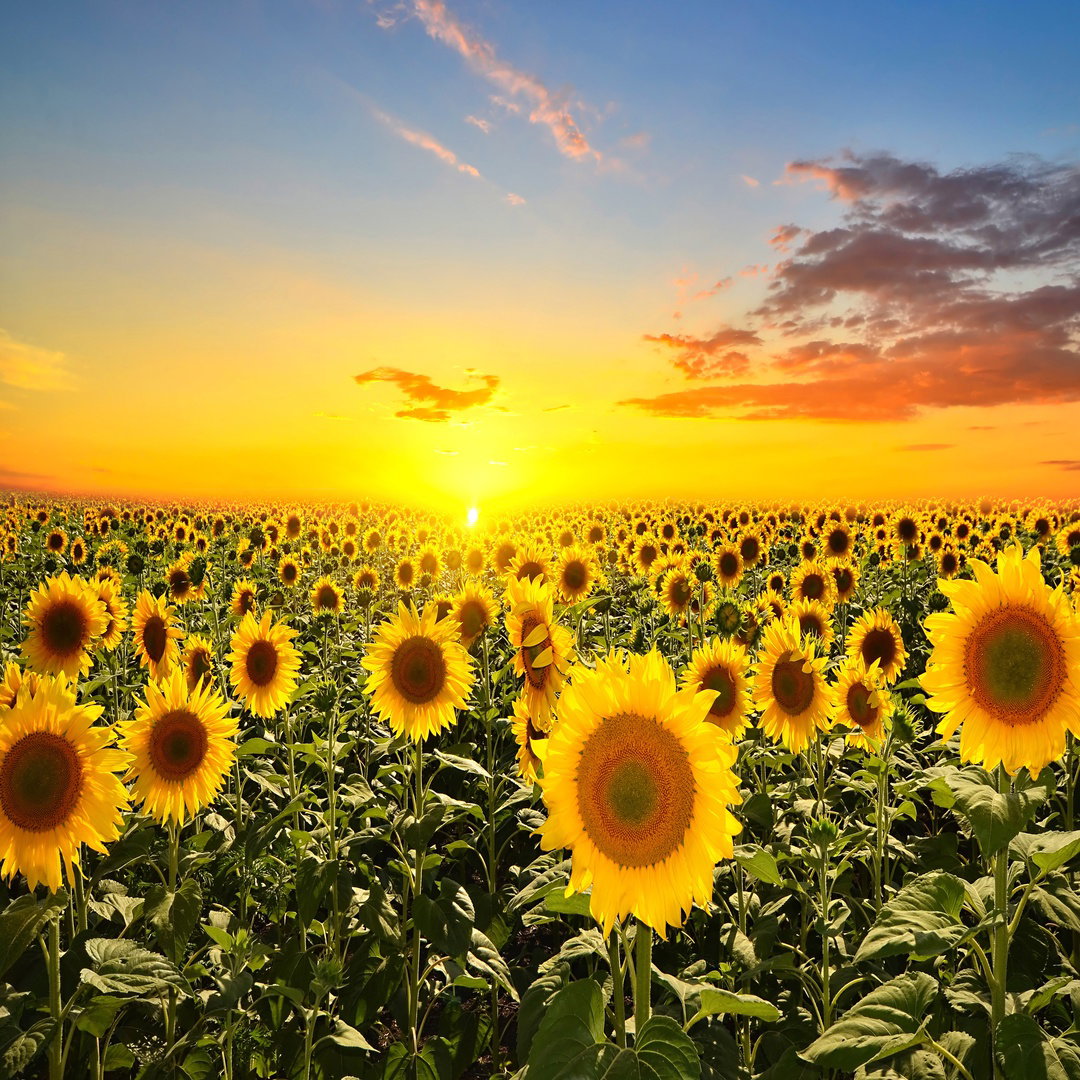 Sunflowers at sunset