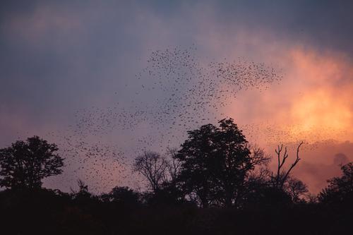 Flock of birds at sunset, Zimbabwe