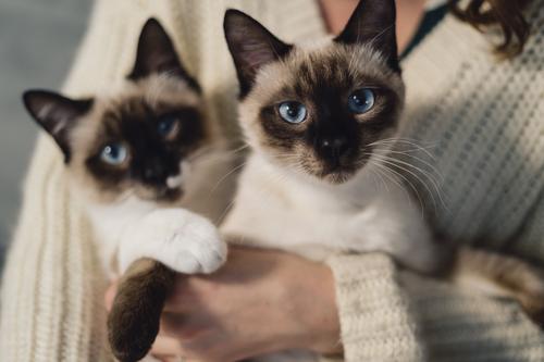 Two siamese cats