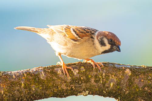 Brown and white sparrow
