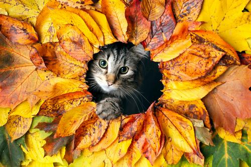 Gato espiando por trás de folhas laranja