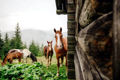 Cavalos em um dia nublado, Ucrânia