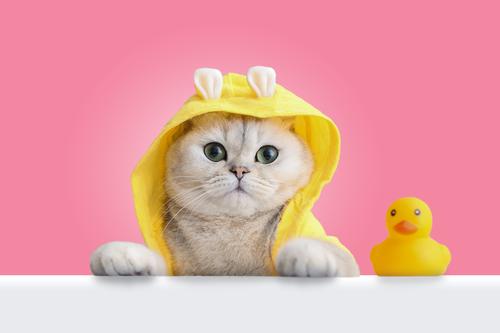 Gato con pelaje amarillo y pato de goma