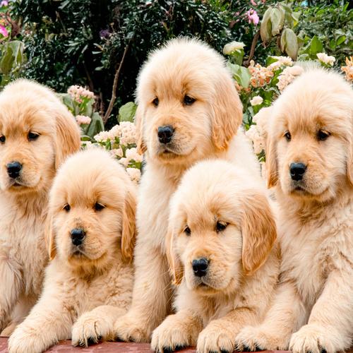 Five Golden Retrievers