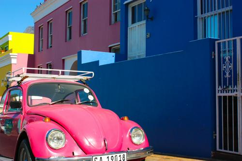 Pink Beetle in Cape Town