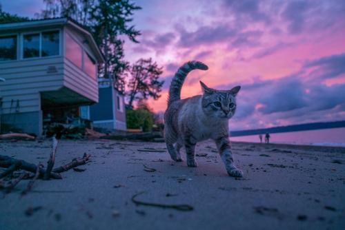 Katze bei Sonnenuntergang