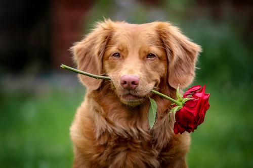 Romantic dog