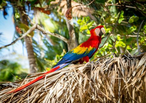 Guacamayo colorido