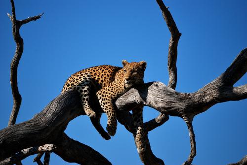 Leopardo deitado numa árvore