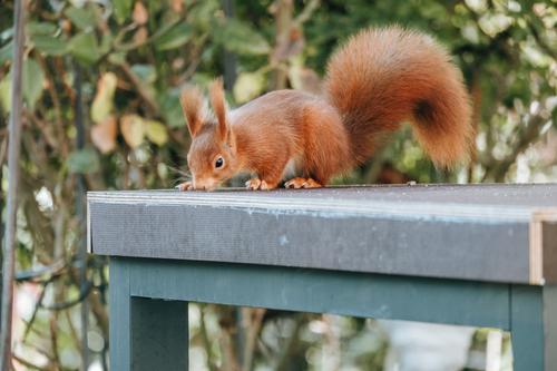 Esquilo em mesa ao ar livre