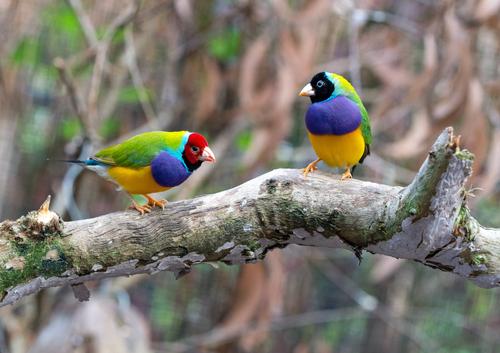 Colorful Gouldian finches