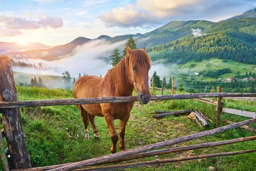 Horse in the Carpathian mountains